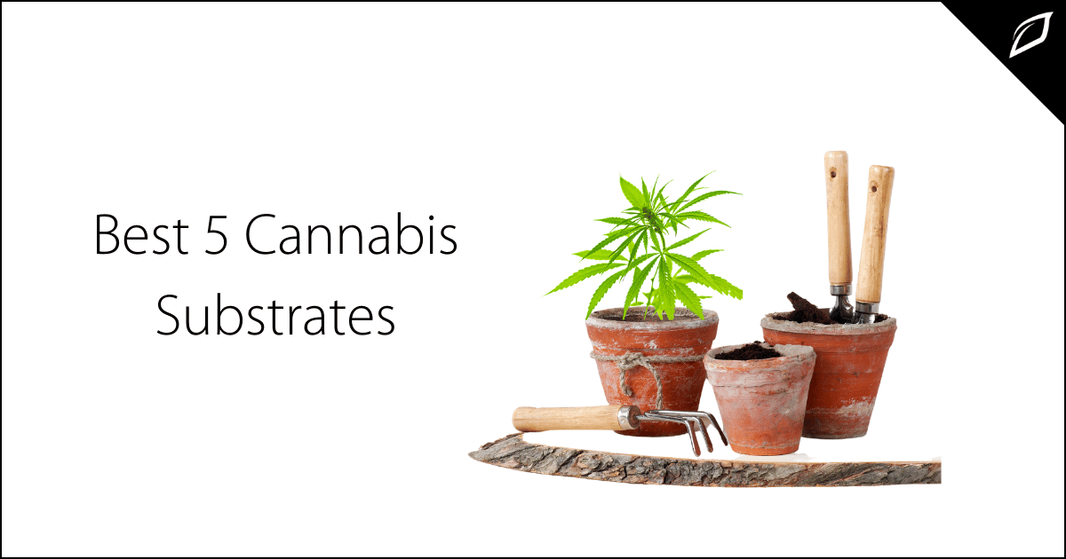 Best 5 Cannabis Substrate