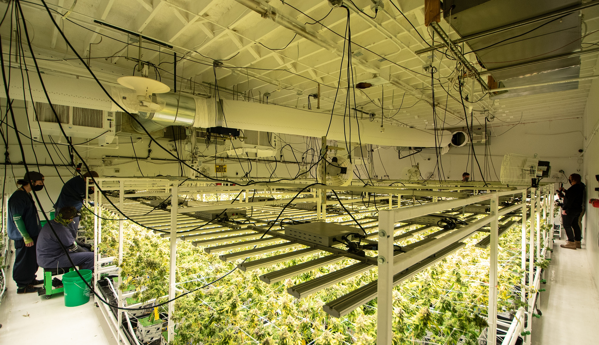 Cannabis production scaling from single room to multi-facility operations.