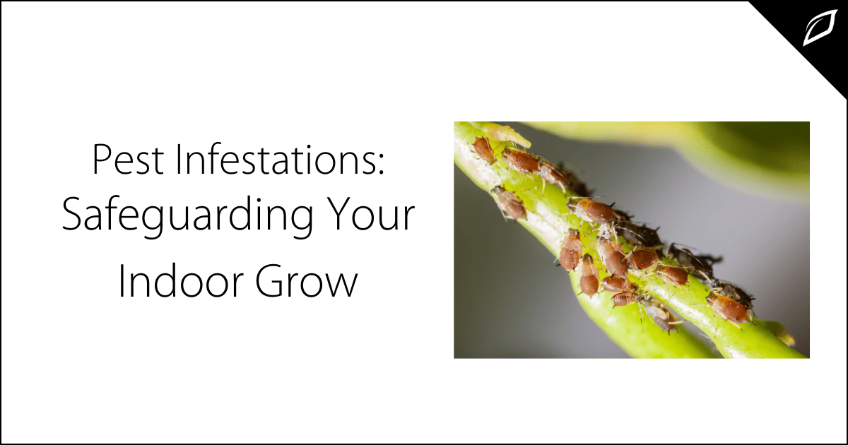 Pest Infestations_ Safeguarding Your Indoor Grow
