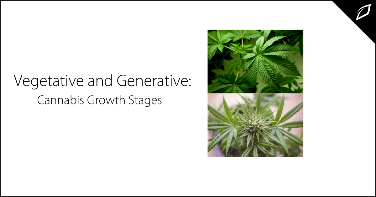 Vegetative and Generative_ Cannabis Growth Stages