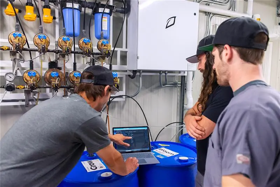 Grow teams use commercial irrigation systems for cannabis cultivation.