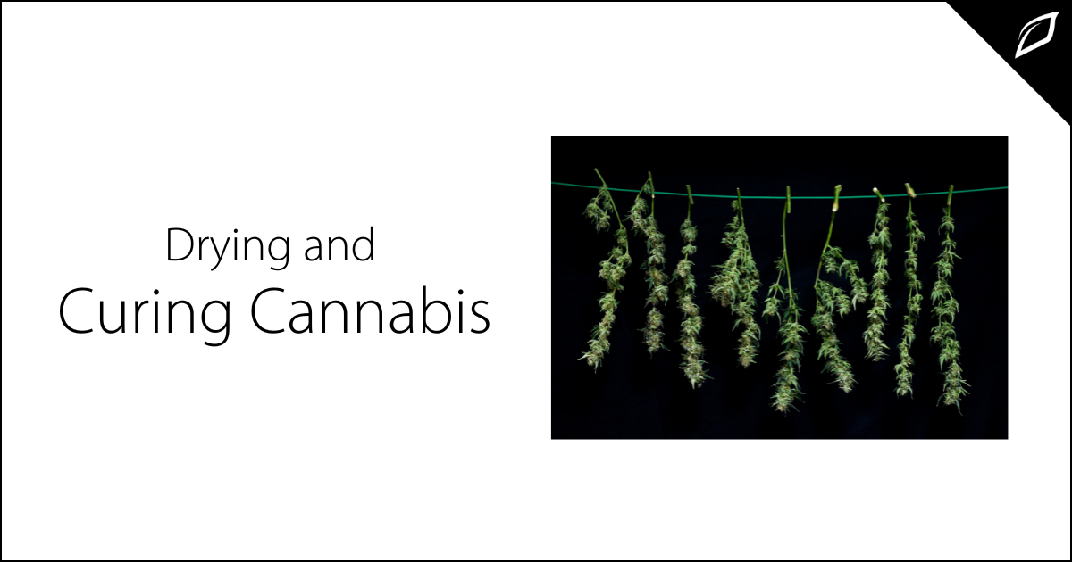 Drying and Curing Cannabis