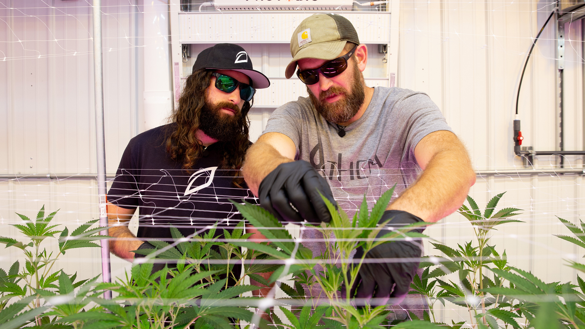 Grower Highlight: Dylan Knapp