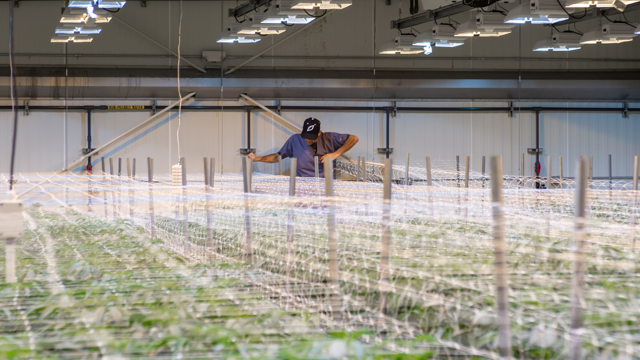Why Growlink Believes in Grower Independence