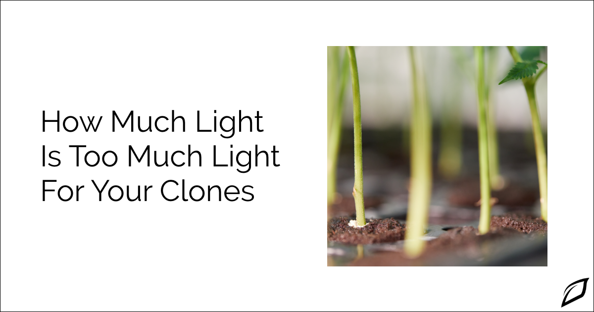 How Much Light Do Clones Need | Cannabis Clone Light Guide | Growlink