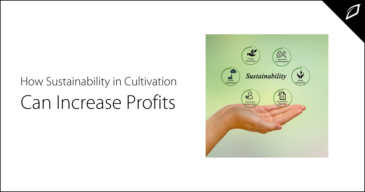 Sustainability In Cannabis Cultivation Increases Profits