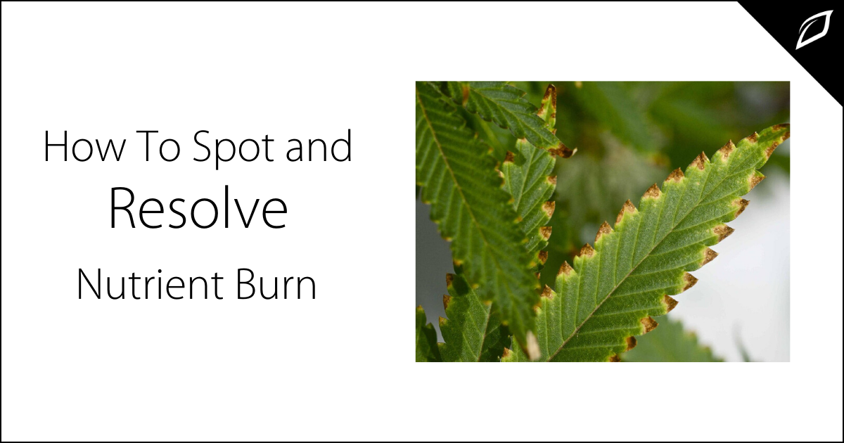 Nutrients-Burn-On-Cannabis-Plants