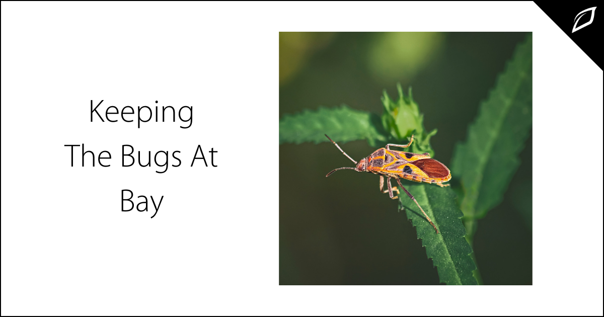 pest-spider-mite-on-cannabis-plant-3