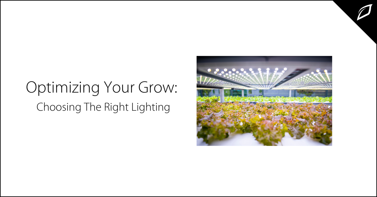 Optimizing Your Grow: Choosing The Right Lighting