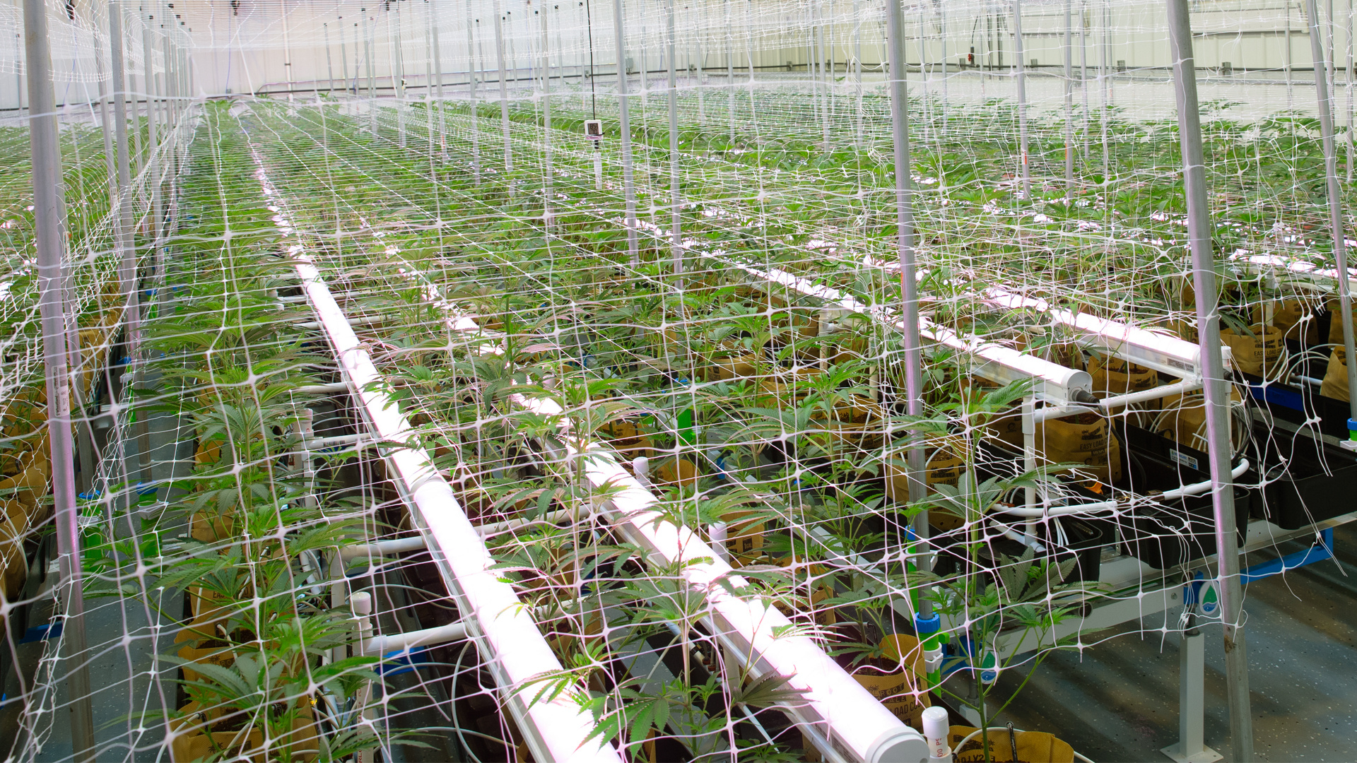 Under-Canopy Lighting in Cannabis Cultivation: What You Need to Know