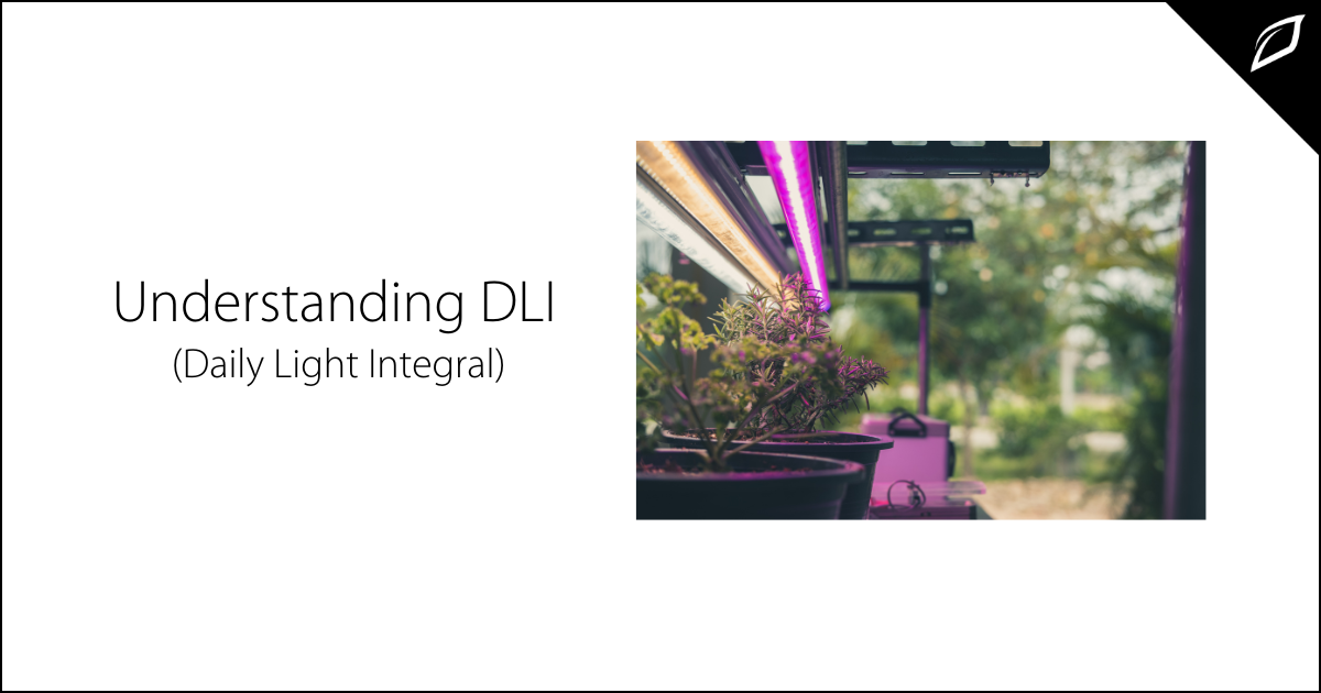 Understanding DLI (Daily Light Integral)