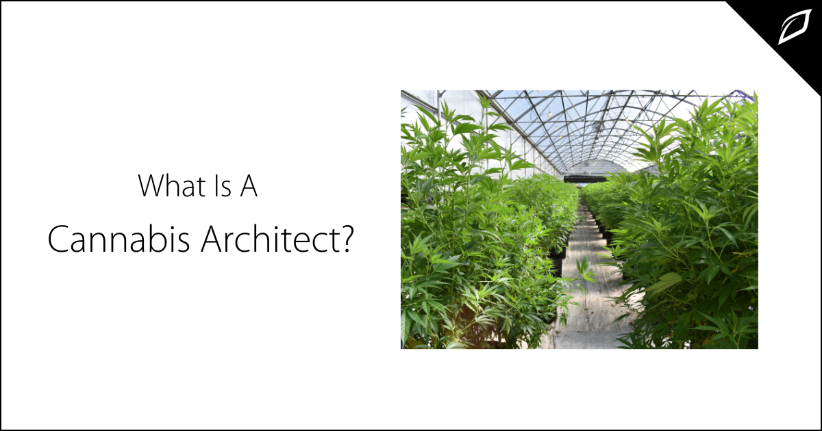 What is a Cannabis Architect?