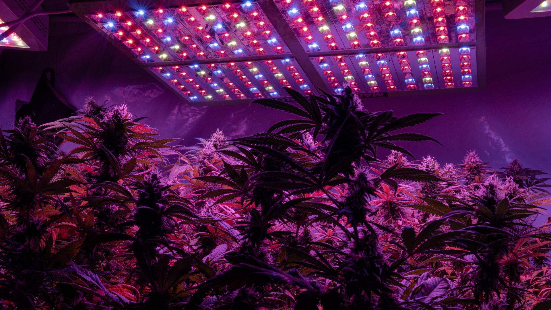 The Benefits of Mixed Lighting in Cannabis Cultivation